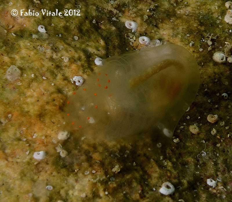 Ascidia mentula anche lei ?